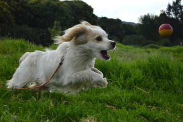 Perro