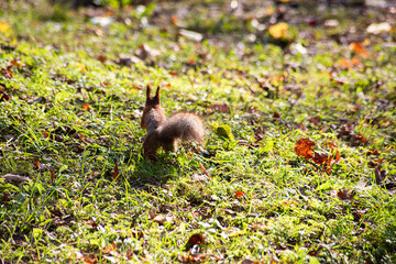 Squirrel runs away in bright sunny day, soft focus