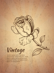 rose flower vintage vector greeting card illustration