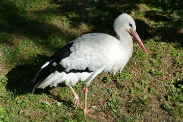 Stehender Weißstorch