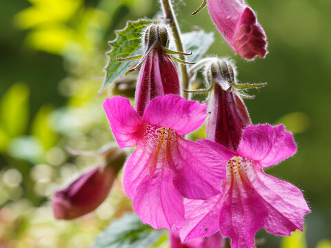 (Lophospermum erubescens) Gros plan sur une fleur d'asarine grimpante ou muflier grimpant d'aspect tubulaire et lobé de couleur rose