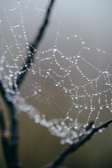 Macro shot of a toils of a spider with transparent dew drops on it. The  spiderweb is located on the branches of a tree