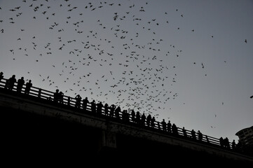 bats coming out at night at Lady Bird Lake, Austin, Texas, USA