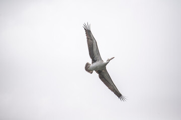 A Pelican bird during its flight in Ranganathittu Bird Sanctuary.