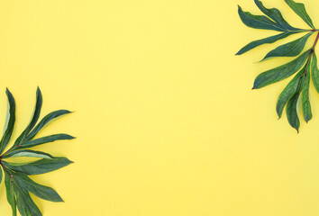 Fototapeta na wymiar Green peony leaves on a yellow background. Composition of leaves. Spring background. Flat lay. Space for text.
