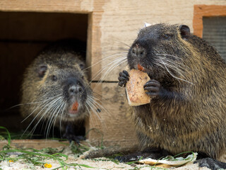 Portrait of a nutria animal in a farm