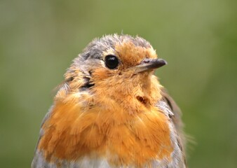 A photo of a Robin taken in West Sussex, England.
