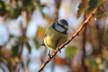 Fototapeta premium A photo of a Blue Tit taken in Devon, England.