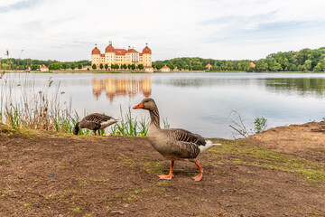 Schloss Moritzburg in Sachsen © MorePictures
