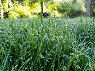 Macro grass in the morning