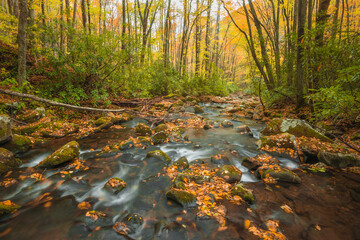 Mountain stream in Autumn II