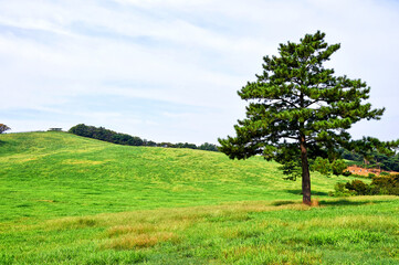 Pasture in Seosan-si, South Korea.
