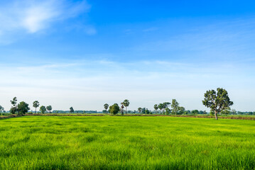Fototapeta premium Green rice paddy fields and blue sky