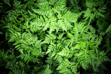 Italy, Close-up of green growing ferns