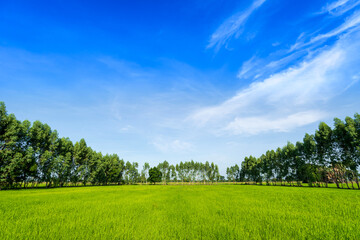 Fototapeta na wymiar Eucalyptus trees in the green rice paddy fields