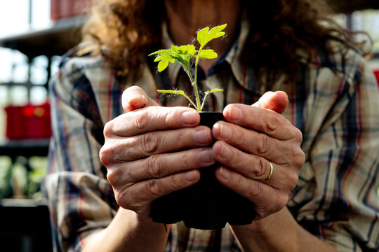 Midsection of female farmer holding organic plant at greenhouse