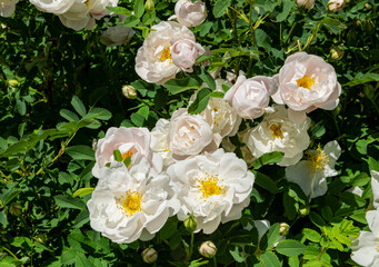 Obraz na płótnie Canvas Blooming white roses in summer, Porvoo, Finland