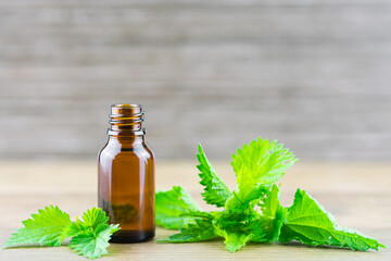 Common or Stinging Nettle, Urtica dioica essence oil