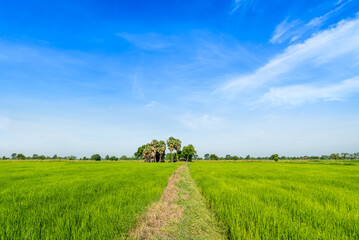 Obraz premium Pathway in the green rice paddy fields