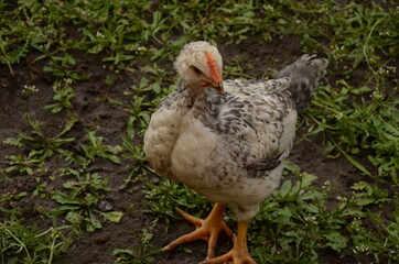 chicken in the grass