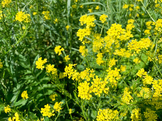 Blooming, wild radish in the meadow. Yellow flowers in the field.Summer day.