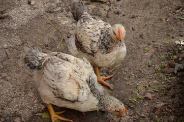 young domestic chickens.
