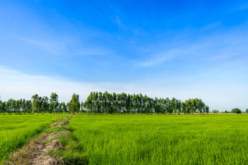 Fototapeta premium Eucalyptus trees in the green rice paddy fields