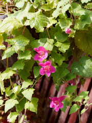 Lophospermum purpusii | Asarine grimpante ou muflier grimpant à fleur pourpe ou rose carmin en...