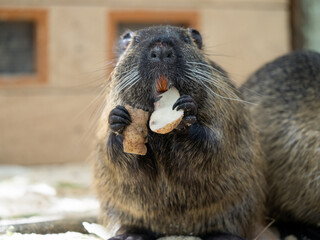 Portrait of a nutria animal in a farm