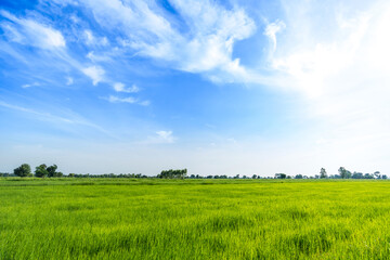 Fototapeta na wymiar Green rice paddy fields and blue sky