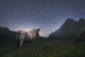 Cow in the field by starry night