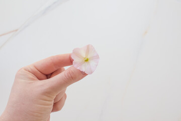 Delicate white flower in the hand of a young lady on a white background as a mockup. Minimal concept, summer day