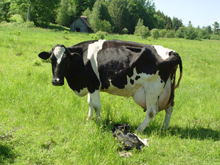 Newborn calf and cow in a field in Vermont © Ann