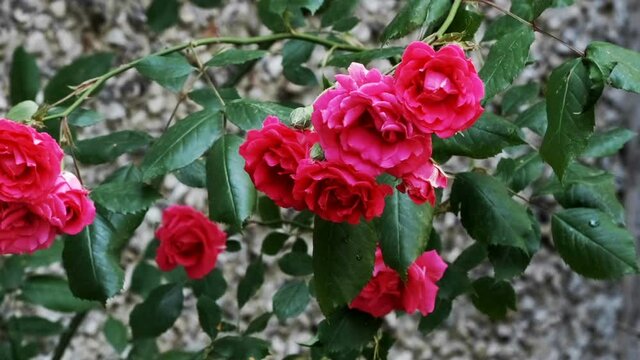 Beautiful natural plant video background close-up red curly roses using camera movement and image scaling