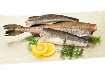 Raw fish hake, pollock on foil with lemon and dill on white background.