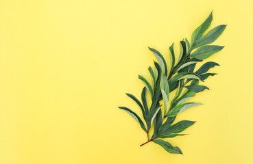 Flower arrangement of leaves on a yellow background. Spring background. Flat lay. Space for text.