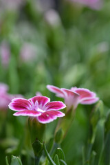 Fototapeta premium Oeillet