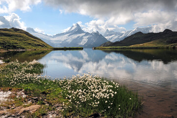 White flowers next to the reflection of the Schreckhorn in Lake Bachalp.