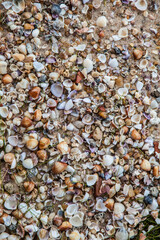 shells on the beach