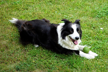 Border Collie