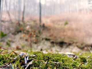 Moss in the middle of the forest