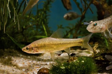 topmouth gudgeon, aggressive dominant freshwater fish from East, master of biotope aquarium, highly adaptable invasive species become ecology threat in European rivers