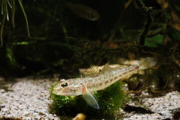 monkey goby, exotic juvenile freshwater fish caught in Southern Bug river, rest on cladophora bush in biotope aquarium, highly adaptable and funny pet species