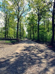 Fototapeta premium Path in a Sunny Forest