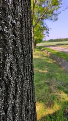 A tree by a dirt path