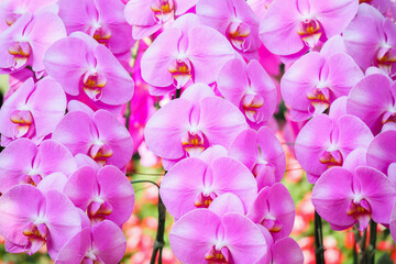 Beautiful Phalaenopsis Orchid flower blooming in garden floral background