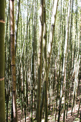 Fototapeta premium Miaoli Scenic Spot, Wugayan Bamboo Forest