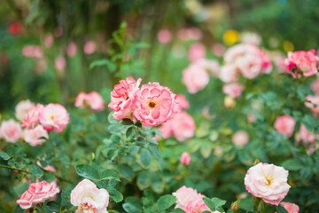 Beautiful colorful pink roses flower in the garden