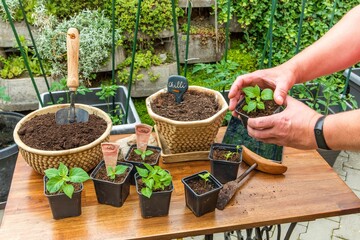 Growing chili peppers. The gardener bets chili. Pepper seedlings growing in black clay. Housework...