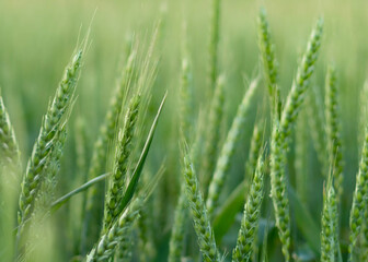 Fototapeta na wymiar young green wheat field panoramic background banner. Ukrainian summer harvest
